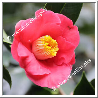 Camellia Hybride 'Classic Coral'