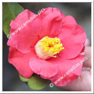 Camellia Hybride 'Classic Coral'