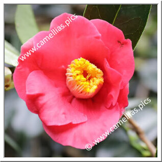 Camellia Hybride 'Classic Coral'