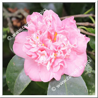 Camellia Japonica 'Cleopatra'