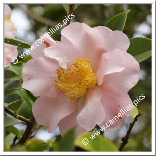 Camellia Hybride 'Contemplation'