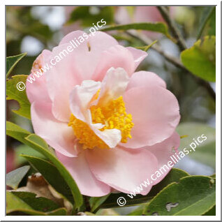 Camellia Hybride 'Contemplation'