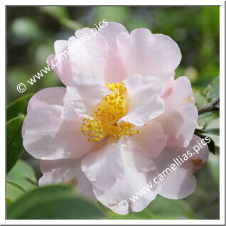 Camellia Hybride 'Contemplation'