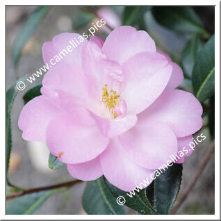 Camellia Hybride C.x williamsii 'Corin'