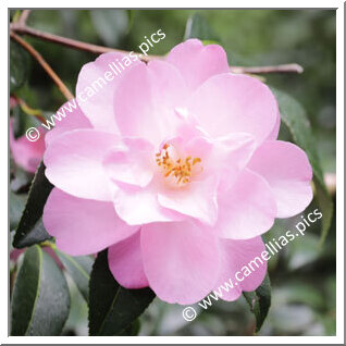 Camellia Hybride C.x williamsii 'Corin'