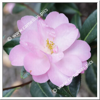 Camellia Hybride C.x williamsii 'Corin'