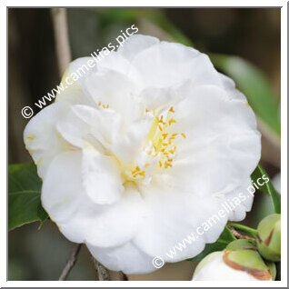 Camellia Japonica 'Dido'