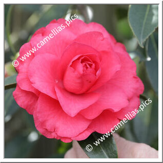 Camellia Hybrid C.reticulata  'Dobro'