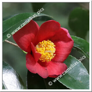 Camellia Hybride 'Earlybright'