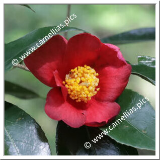 Camellia Hybride 'Earlybright'