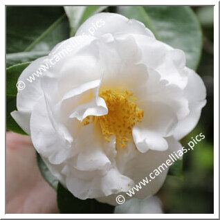 Camellia Japonica 'Ecclefield '