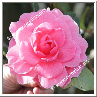 Camellia Hybrid C.reticulata  'Edith Mazzei'