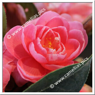 Camellia Hybrid C.reticulata  'Elsie Hughes'