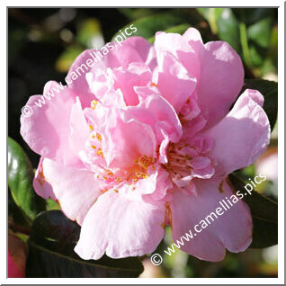 Camellia Hybrid C.x williamsii 'Elsie Jury'