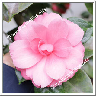 Camellia Japonica 'Erica Sievers'