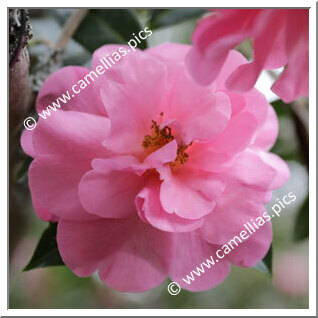 Camellia Hybride C.x williamsii 'Eryldene Excelsis'