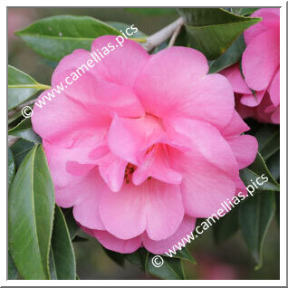 Camellia Hybride C.x williamsii 'Eryldene Excelsis'