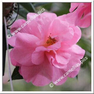 Camellia Hybride C.x williamsii 'Eryldene Excelsis'