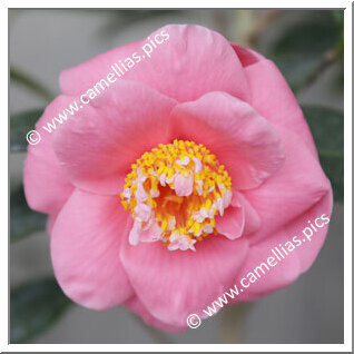 Camellia Hybride 'Etsu-botan'