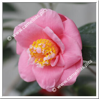 Camellia Hybride 'Etsu-botan'