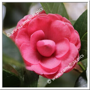 Camellia Japonica 'Ettore Fieramosca'