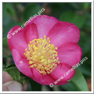 Camellia Sasanqua 'Evangéline'