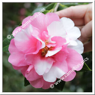 Camellia Hybrid C.x williamsii 'Eryldene Excelsis Variegated'