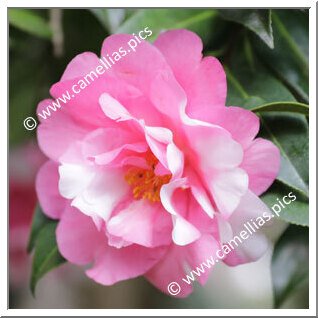 Camellia Hybrid C.x williamsii 'Eryldene Excelsis Variegated'