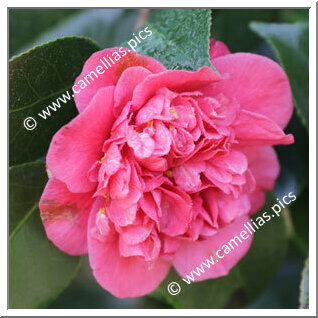 Camellia Japonica 'Filla de Tollo'