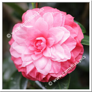 Camellia Hybride 'Fiona London'