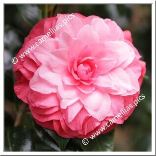 Camellia Hybride 'Fiona London'