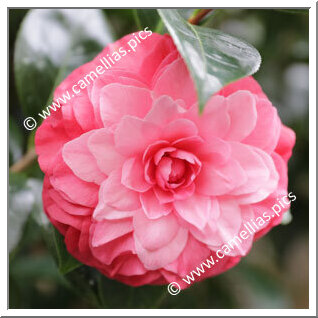 Camellia Hybride 'Fiona London'