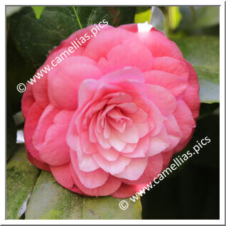 Camellia Japonica 'Flor da Romã'