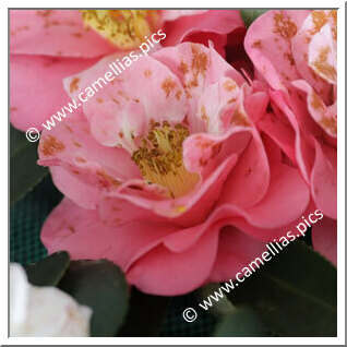 Camellia Reticulata 'Florence Crowder'