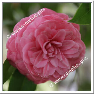 Camellia Japonica 'Fra Arnaldo da Brescia'