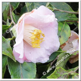 Camellia Hybride 'Fragrant Cascade'