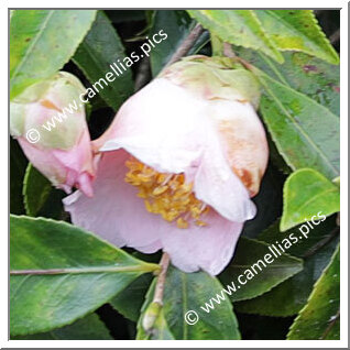 Camellia Hybride 'Fragrant Cascade'