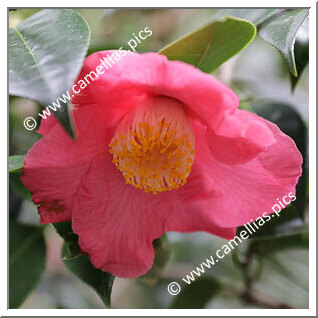 Camellia Hybride 'Fragrantasia'