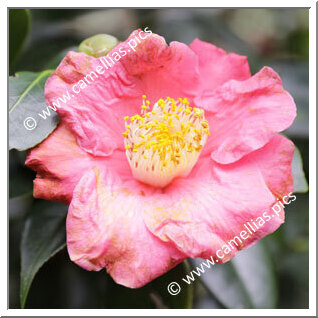 Camellia Hybride 'Fragrantasia'