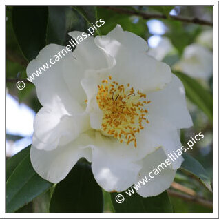 Camellia Japonica 'Frizzle White'