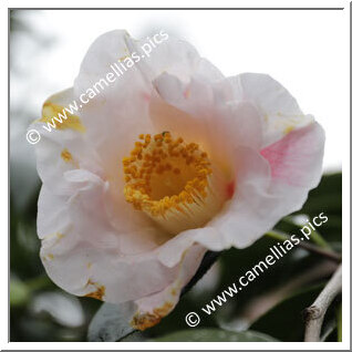 Camellia Hybride 'Gorgia Campbell'