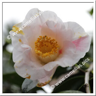 Camellia Hybride 'Gorgia Campbell'