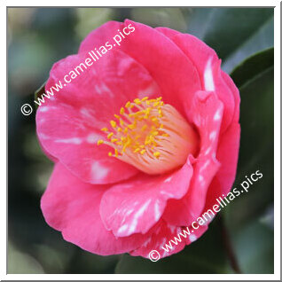 Camellia Japonica 'H.A. Downing Variegated'