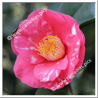 Camellia Japonica 'H.A. Downing Variegated'