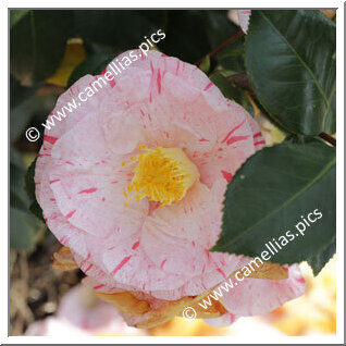Camellia Japonica 'Hakuro-nishiki'