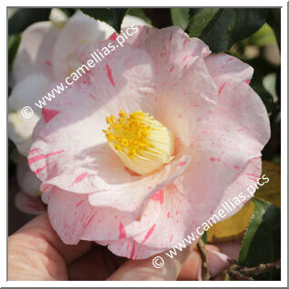 Camellia Japonica 'Hakuro-nishiki'