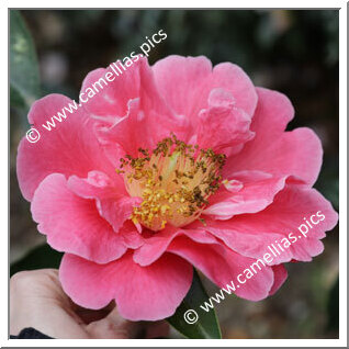 Camellia Reticulata 'Hall's Pride Variegated'