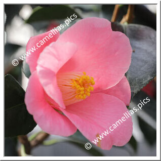 Camellia Japonica 'Hatsune (Chûbu)'