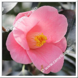 Camellia Japonica 'Hatsune (Chûbu)'