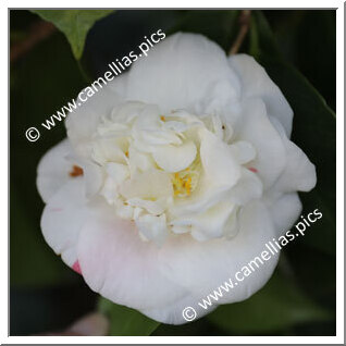 Camellia Japonica 'Haylockii'